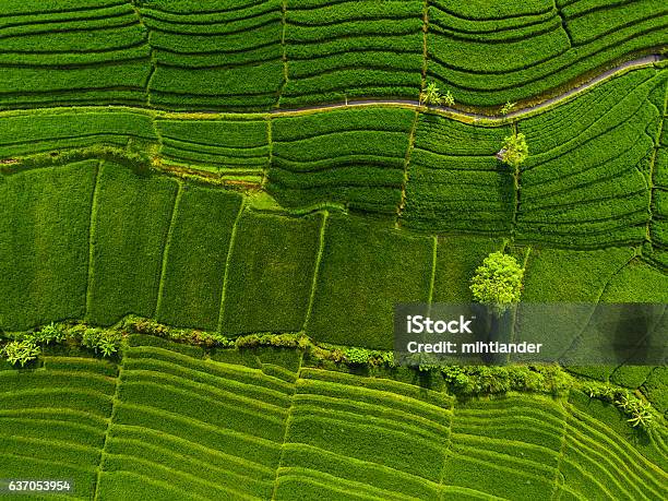 Luftbild Der Grünen Reisfelder Stockfoto und mehr Bilder von Luftaufnahme - Luftaufnahme, Feld, Agrarbetrieb