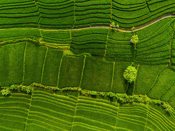 Aerial panorama of the green rice fields