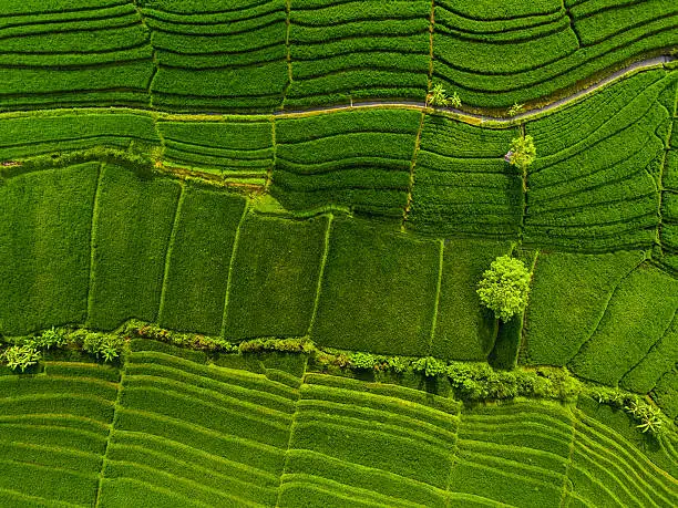 Photo of Aerial panorama of the green rice fields