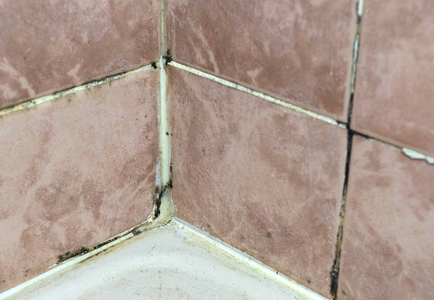 istock Black fungus growing on tile joints bathroom wall corner 637054114