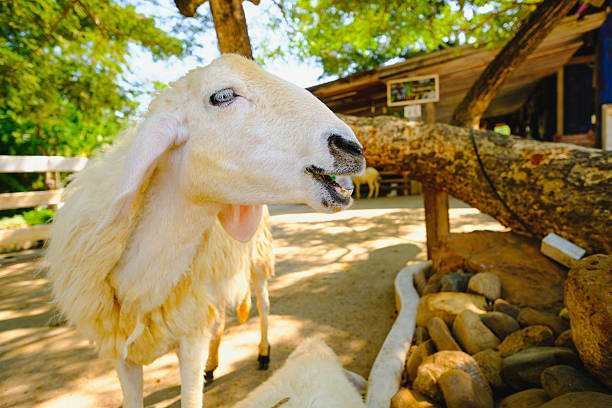 Sheep in nature on  FARM outdoor, Spring Lambs