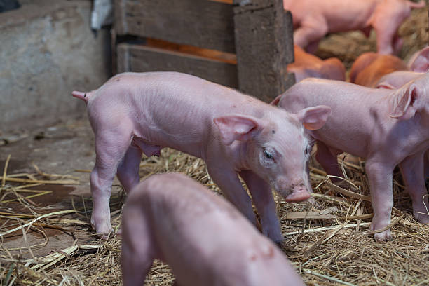 istock Newborn piglet Walk inside the pigsty 637056882