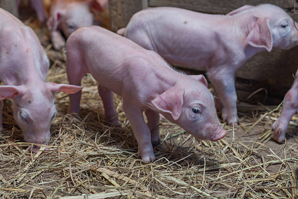 istock Newborn piglet Walk inside the pigsty 637057424