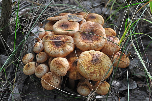 istock Armillaria mellea mushrooms 637057430