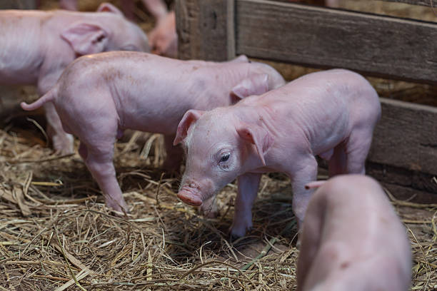 istock Newborn piglet Walk inside the pigsty 637057508