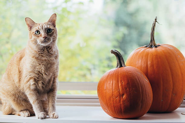 istock Orange Cat With Two Autumn Pumpkins 637058096