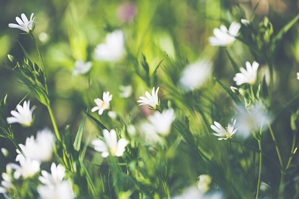 istock Chickweed /Stellaria holostea in spring on a green meadow 637058210