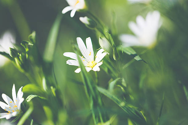 Chickweed /Stellaria holostea in spring on a green meadow