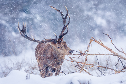 Red Deer Stag (Cervus elaphus) in snow storm.