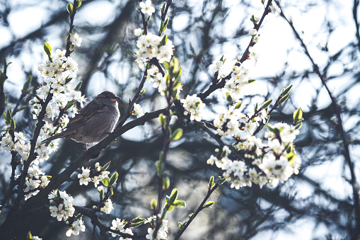 Little bird is sitting on a flowerful branch in spring
