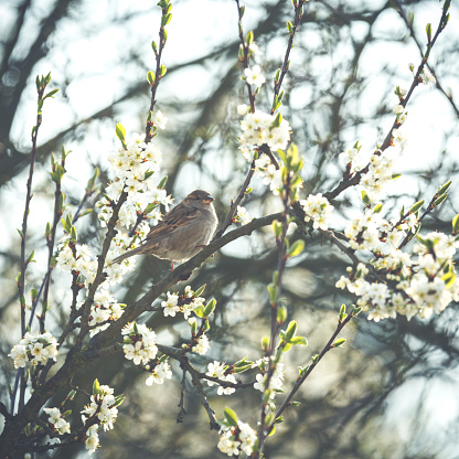 Little bird is sitting on a flowerful branch in spring