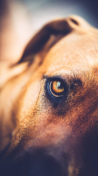 Eye of an Rhodesian Ridgeback is looking at you