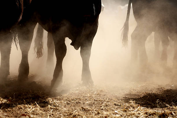 Bull Stampede Dusty Bull Stampede, Deniliquin, Australia stampeding photos stock pictures, royalty-free photos & images
