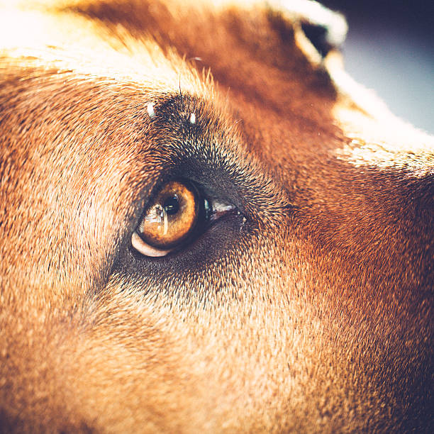 istock Eye of an Rhodesian Ridgeback is looking at you 637065122