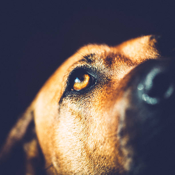 istock Eye of an Rhodesian Ridgeback is looking at you 637065752
