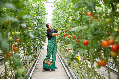 Trabajadora agrícola recogiendo tomates maduros photo
