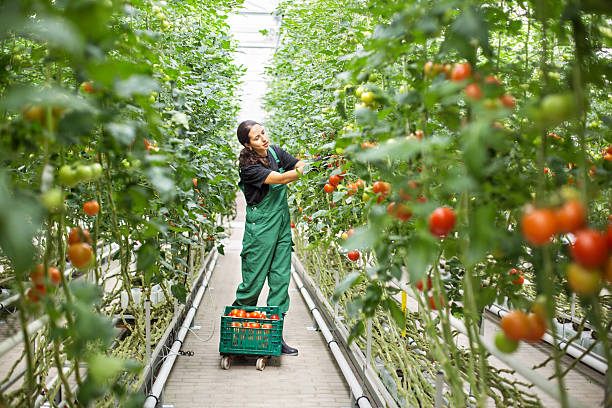 trabajadora agrícola recogiendo tomates maduros - greenhouse fotografías e imágenes de stock