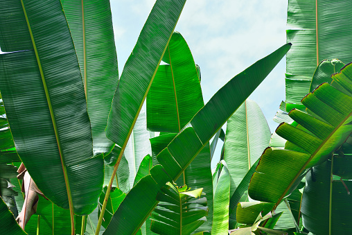 closeup of banana palm leaves in Hawaii big island of Oahu