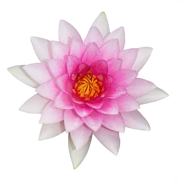 istock Lotus flower plants. 637067144