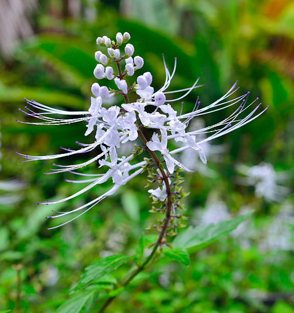 cat's whiskers java tea flower cat's whiskers java tea flower in Hawaii botanical garden orthosiphon aristatus stock pictures, royalty-free photos & images