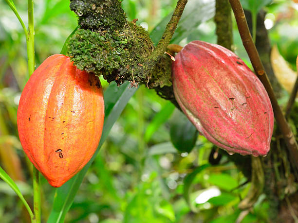 istock closeup of the growing cacao tree fruit 637067288