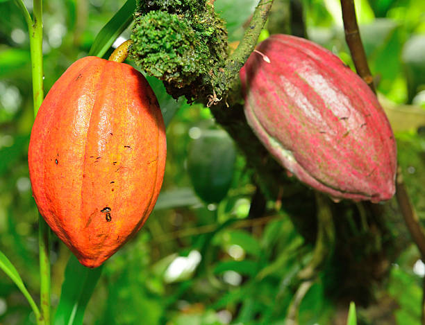 istock closeup of the growing cacao tree fruit 637067294