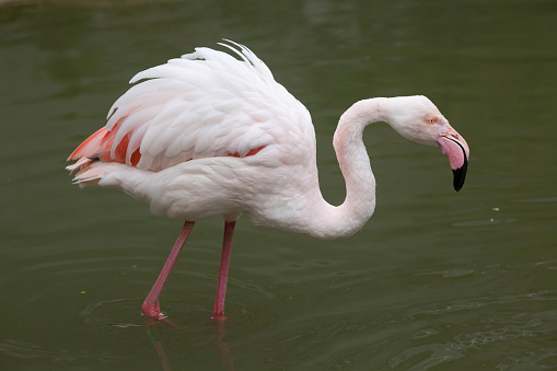 Greater flamingo (Phoenicopterus roseus). Wildlife animal.
