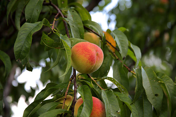 istock Ripe peaches hanging on the branch with green leaves 637067366