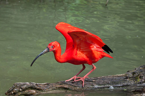scharlach ibis (eudocimus ruber). - scharlachsichler stock-fotos und bilder