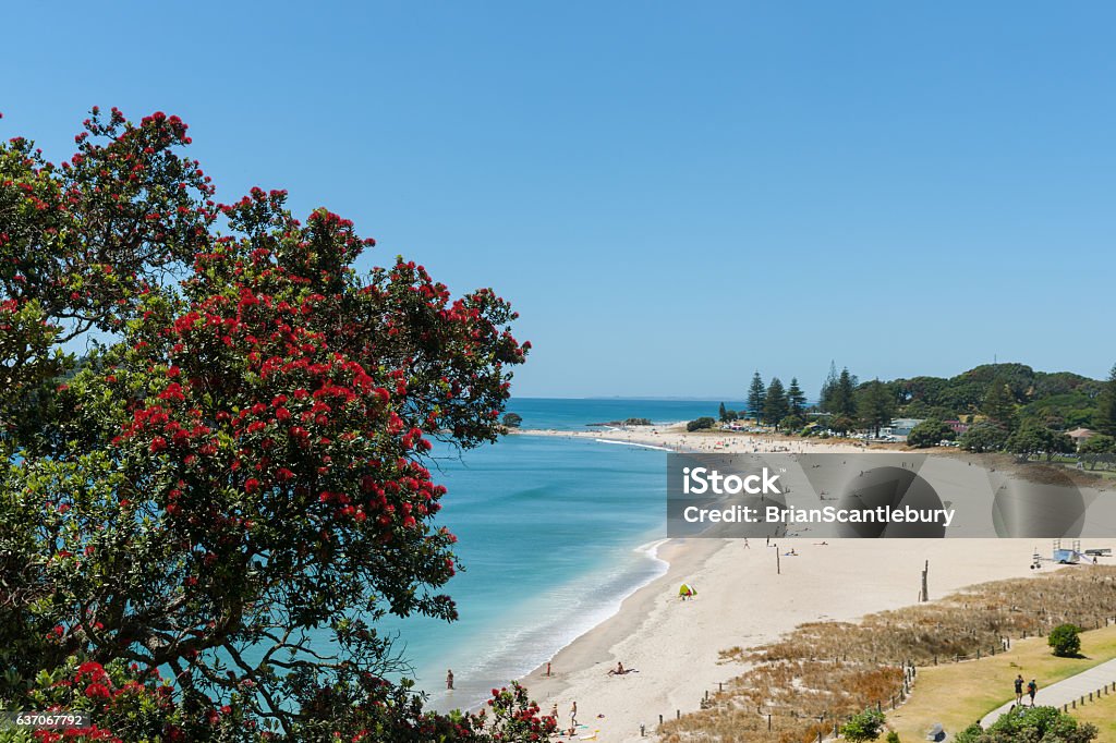 Ocean beach view over and framed by pohutukawa trees Ocean beach view over and framed by pohutukawa trees from slope of Mount Maunganui Beach Stock Photo