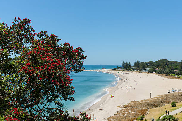 Ocean beach view over and framed by pohutukawa trees Ocean beach view over and framed by pohutukawa trees from slope of Mount Maunganui mount maunganui stock pictures, royalty-free photos & images