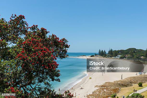 Ocean Beach View Over And Framed By Pohutukawa Trees Stock Photo - Download Image Now