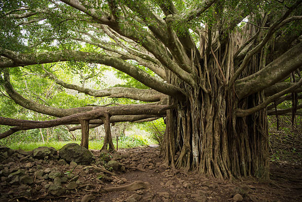 massiccio albero di banaon a maui - haleakala national park foto e immagini stock