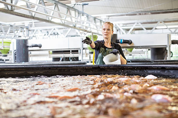 istock Female worker working in fish farm 637068684