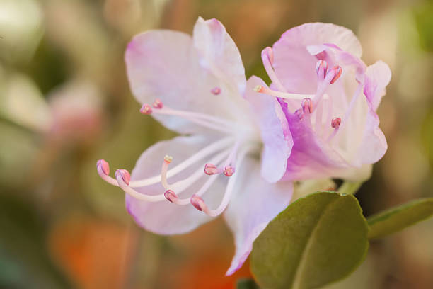 крупным планом фон нежный розовый цветок рододендрона. концепт-весна - rosemary flower single flower flower head стоковые фото и изображения