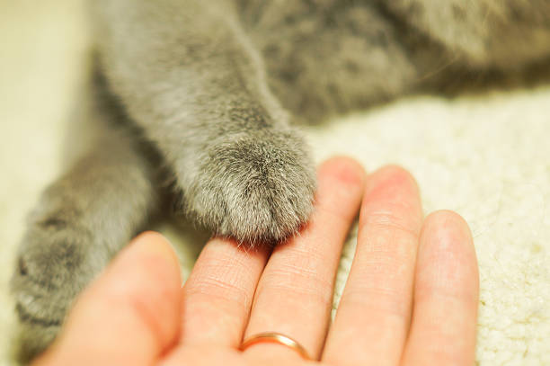 istock cat's paw in a womans palm 637072706