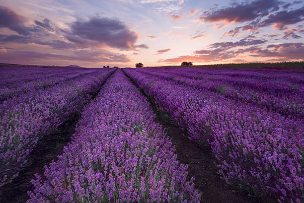 istock Beautiful image of lavender field. Summer sunset landscape 637072852