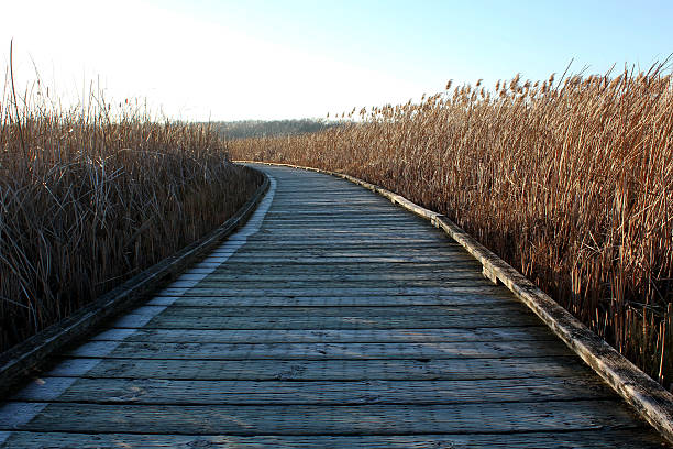 istock Tranquil journey on the swamp bridge 637073010