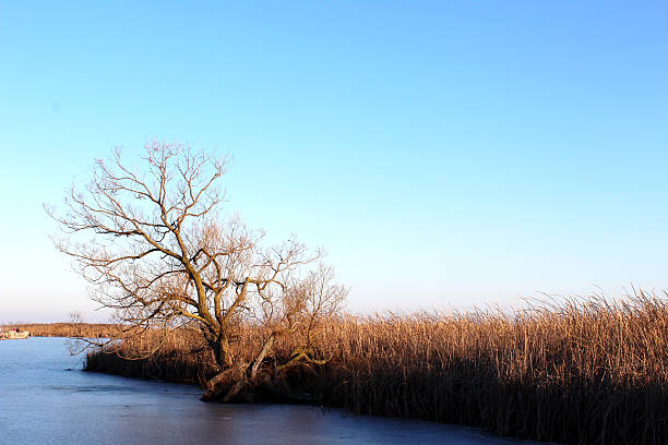 istock Lonely tree in the swamp during winter 637073244