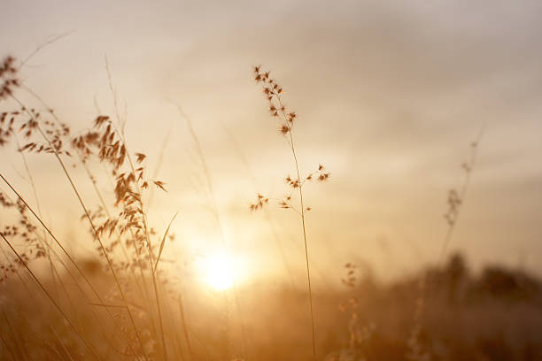 istock Silhouette of grass flower on sunset background. 637073844