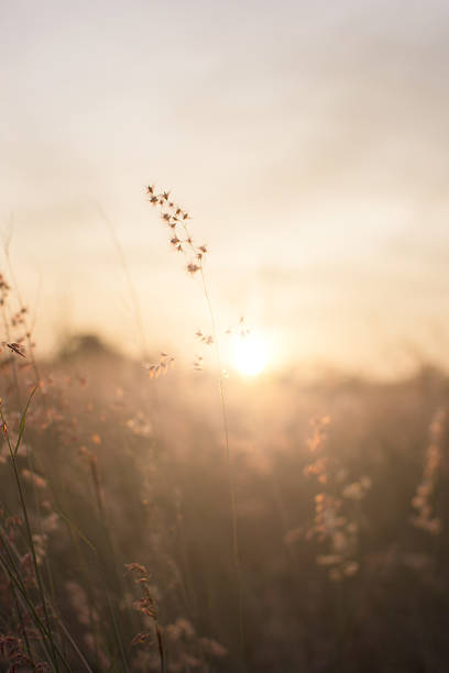 istock Silhouette of grass flower on sunset background. 637073882