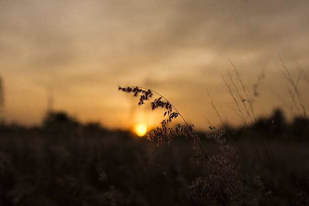 istock Silhouette of grass flower on sunset background. 637074010