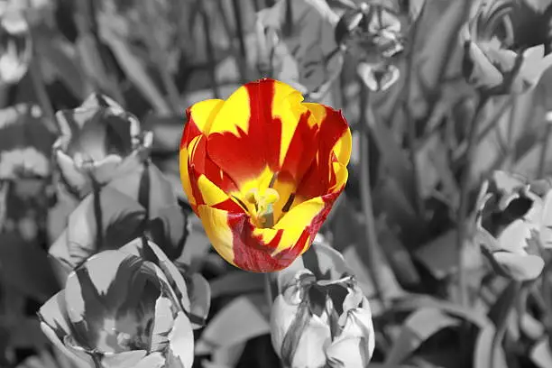 Red yellow tulip partially colored