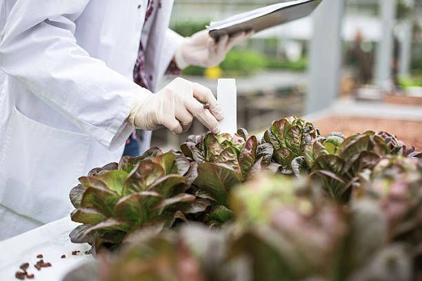 Scientist checking plant health