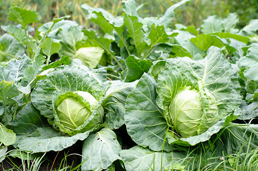 Cabbage green brown in vegetable garden