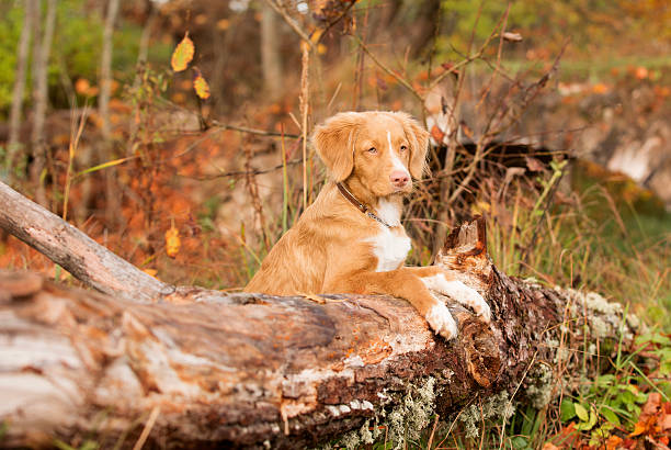 istock Nova Scotia duck tolling Retriever 637076342