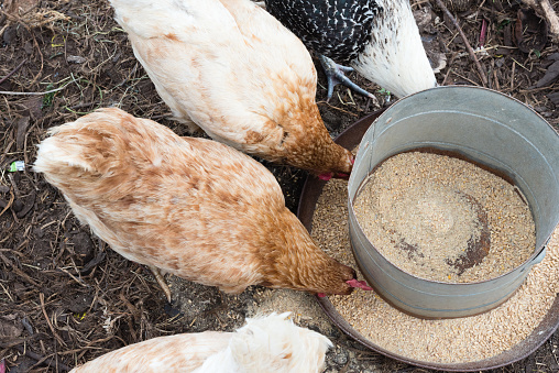 High angle view of brown and white chickens eating grain from metal feeder (selective focus)