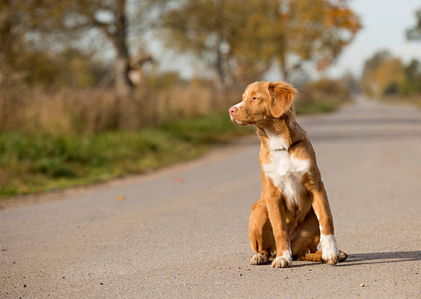 A close-up shot looking down at a red haired cocker spaniel dog sitting patiently outdoors. He is looking up at his owner as the unrecognisable woman is holding a dog treat in her hand. The dog is surrounded by colourful autumn leaves.Videos are available similar to this scenario.