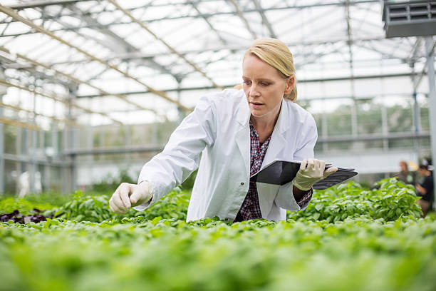 Scientist inspecting plants Female scientist inspecting plants growing in greenhouse plant nursery photos stock pictures, royalty-free photos & images