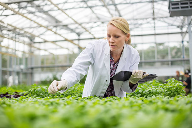 Scientist inspecting plants Female scientist inspecting plants growing in greenhouse agricultural science stock pictures, royalty-free photos & images